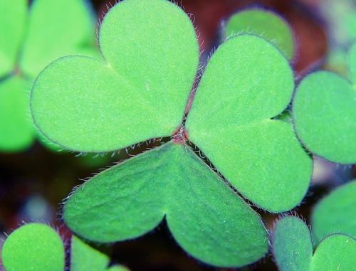 three-leaf-clover